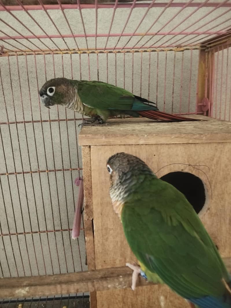 green Conure 1