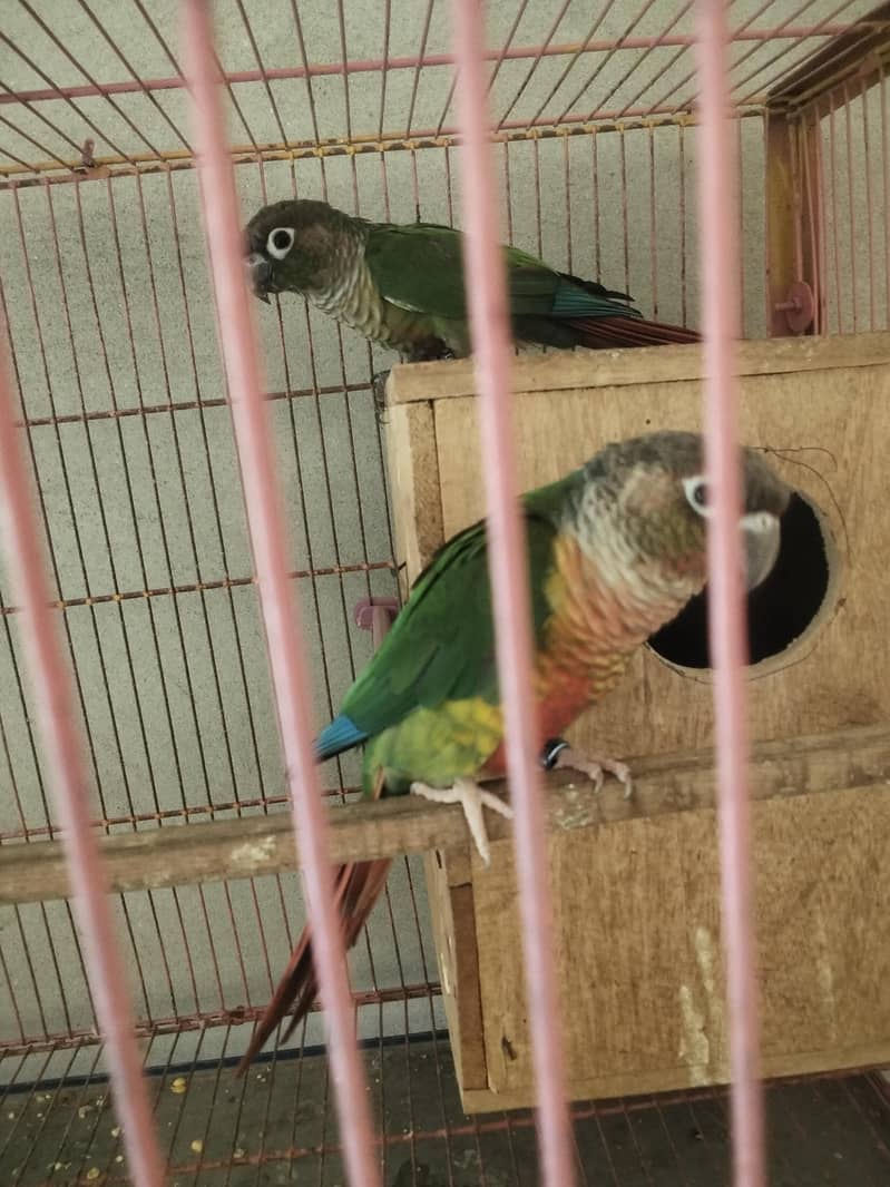 green Conure 2