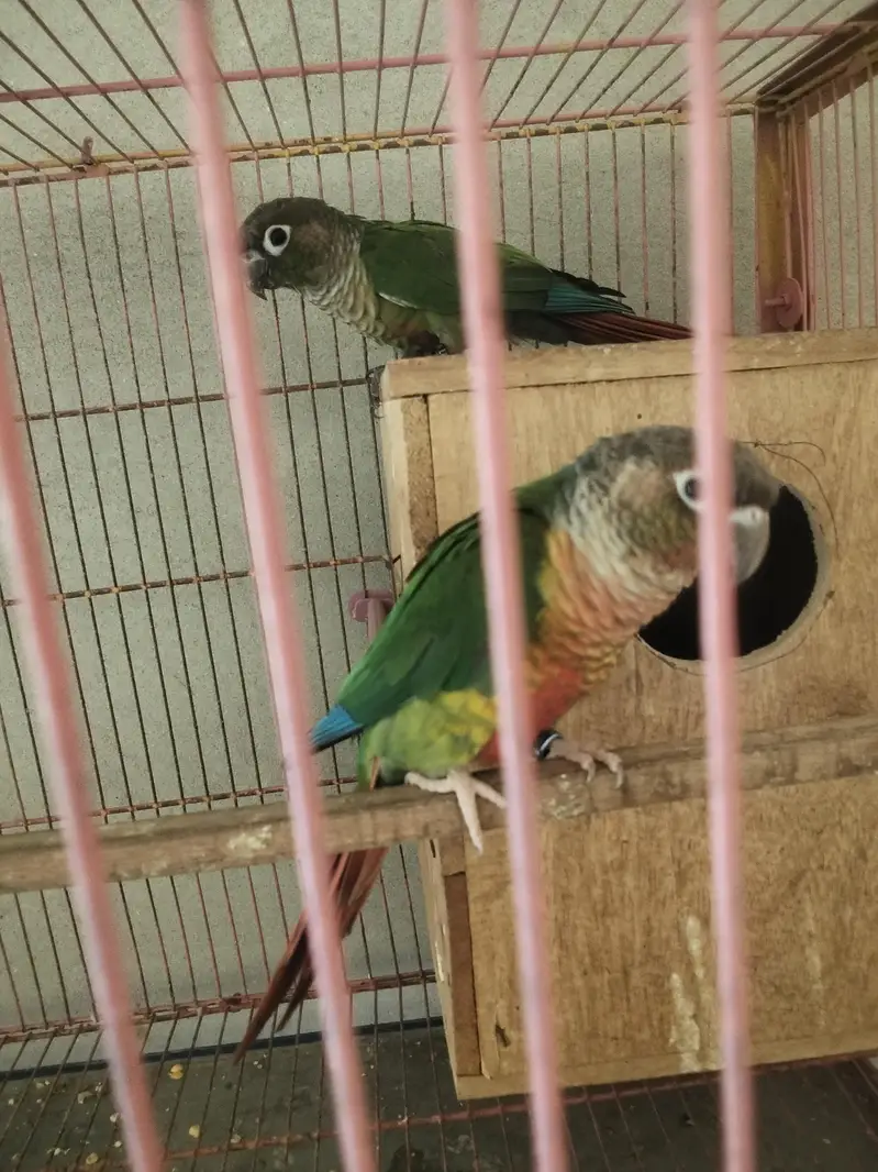 green Conure — photo 3