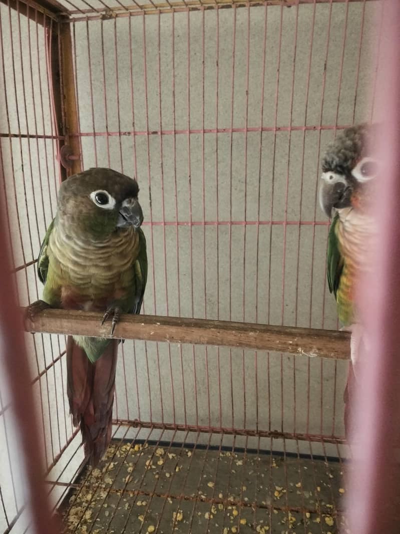 green Conure 3