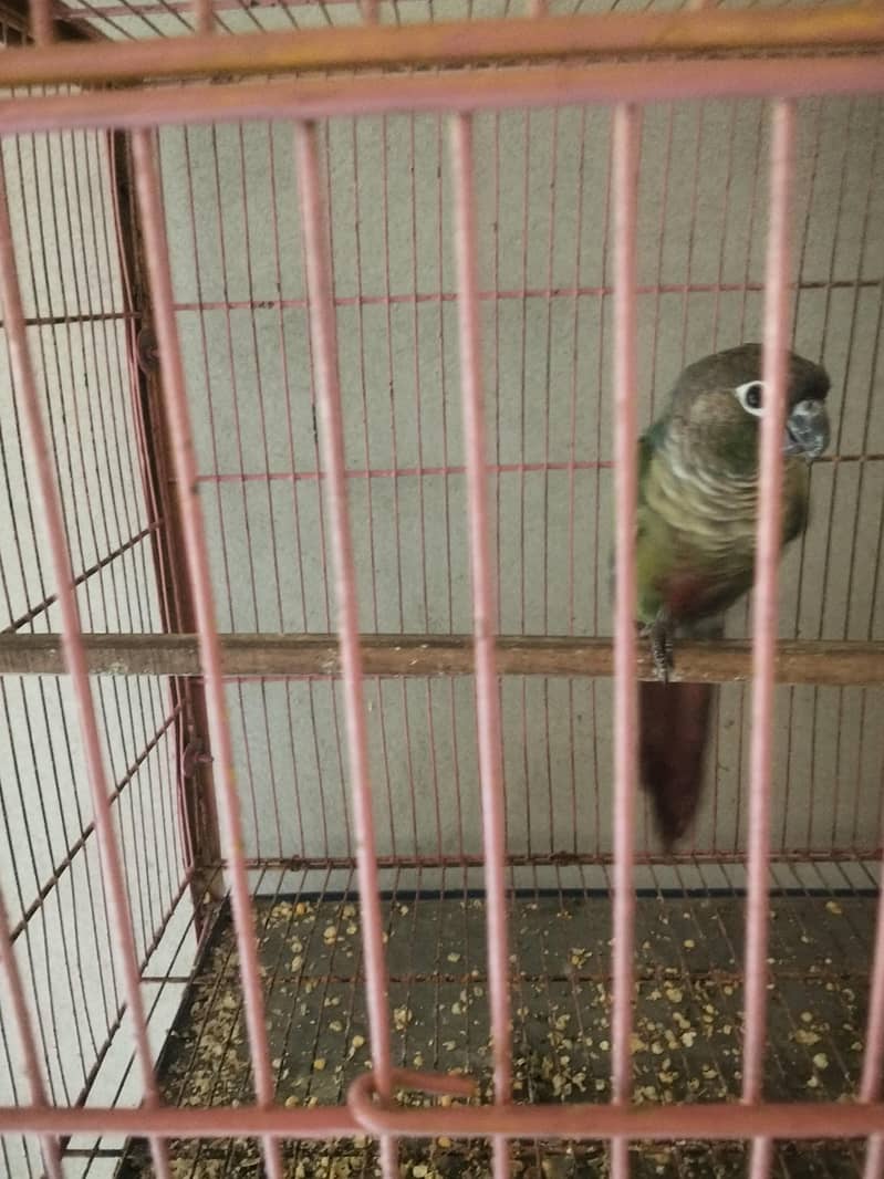green Conure 4