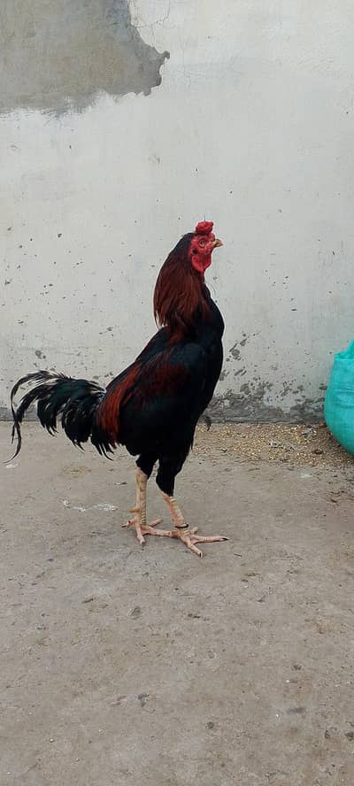 Aseel morga for sale
