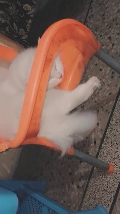 Persian cat white