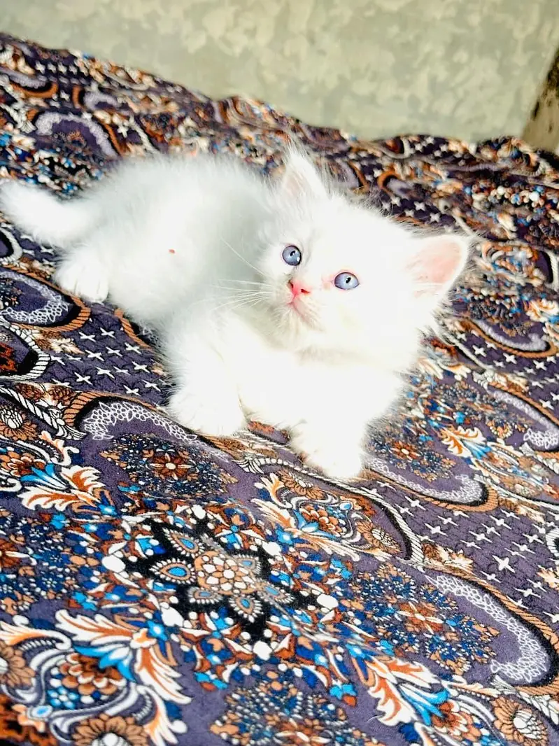 Urjant Cat Baby — photo 2
