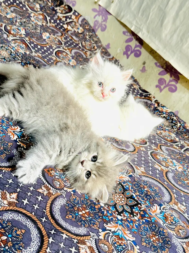 Urjant Cat Baby — photo 3