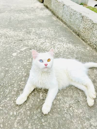 Persian Cat for sale