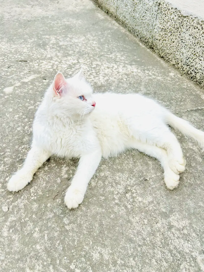 Persian Cat for sale — photo 2
