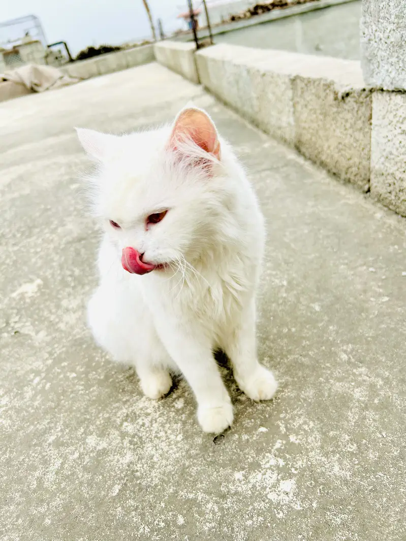 Persian Cat for sale — photo 3