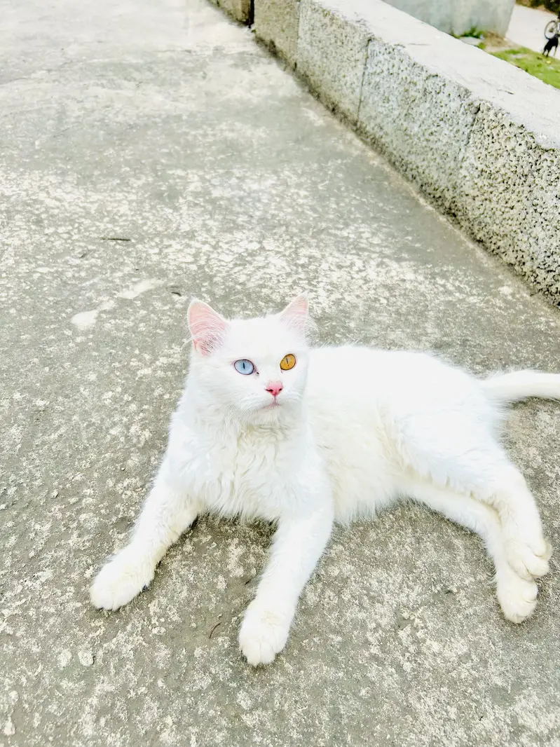Persian Cat for sale — photo 4