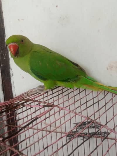 For URgent Sale