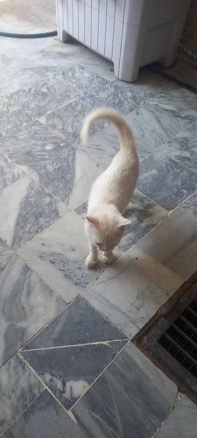 full trained white percian cat