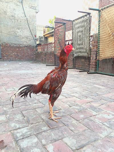 panus pakoya patha