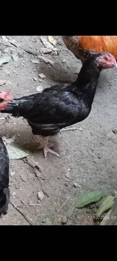 Black aseel (kurruk)