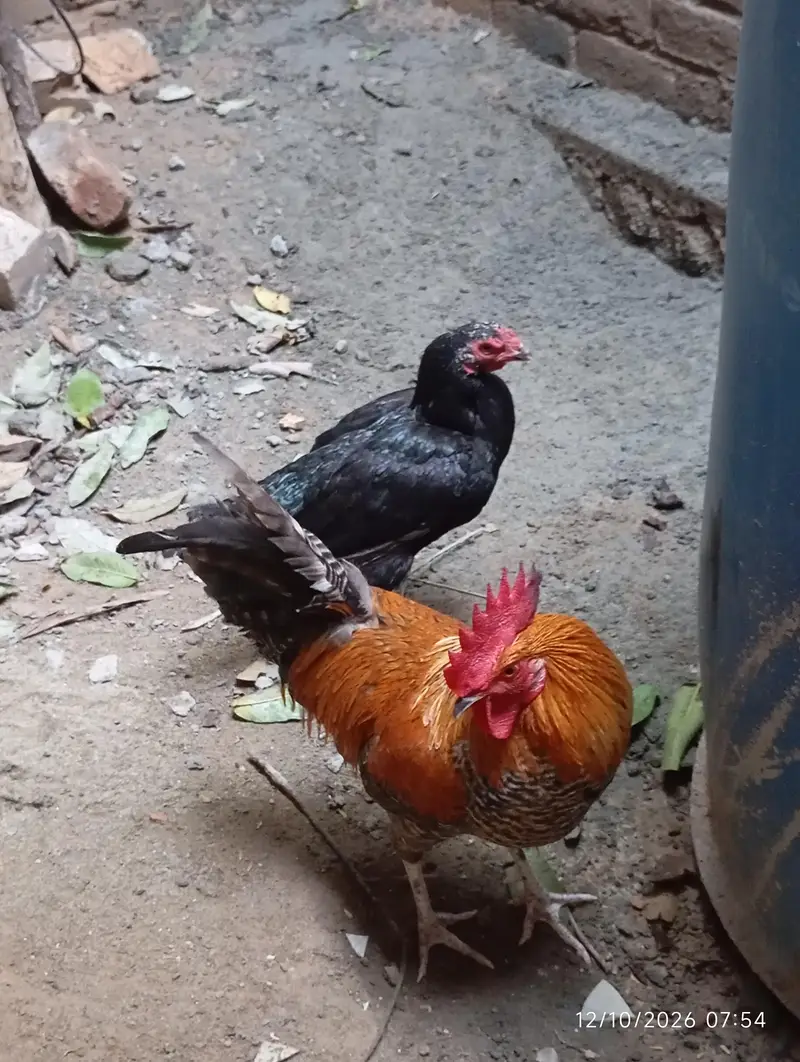 Black aseel (kurruk) — photo 2