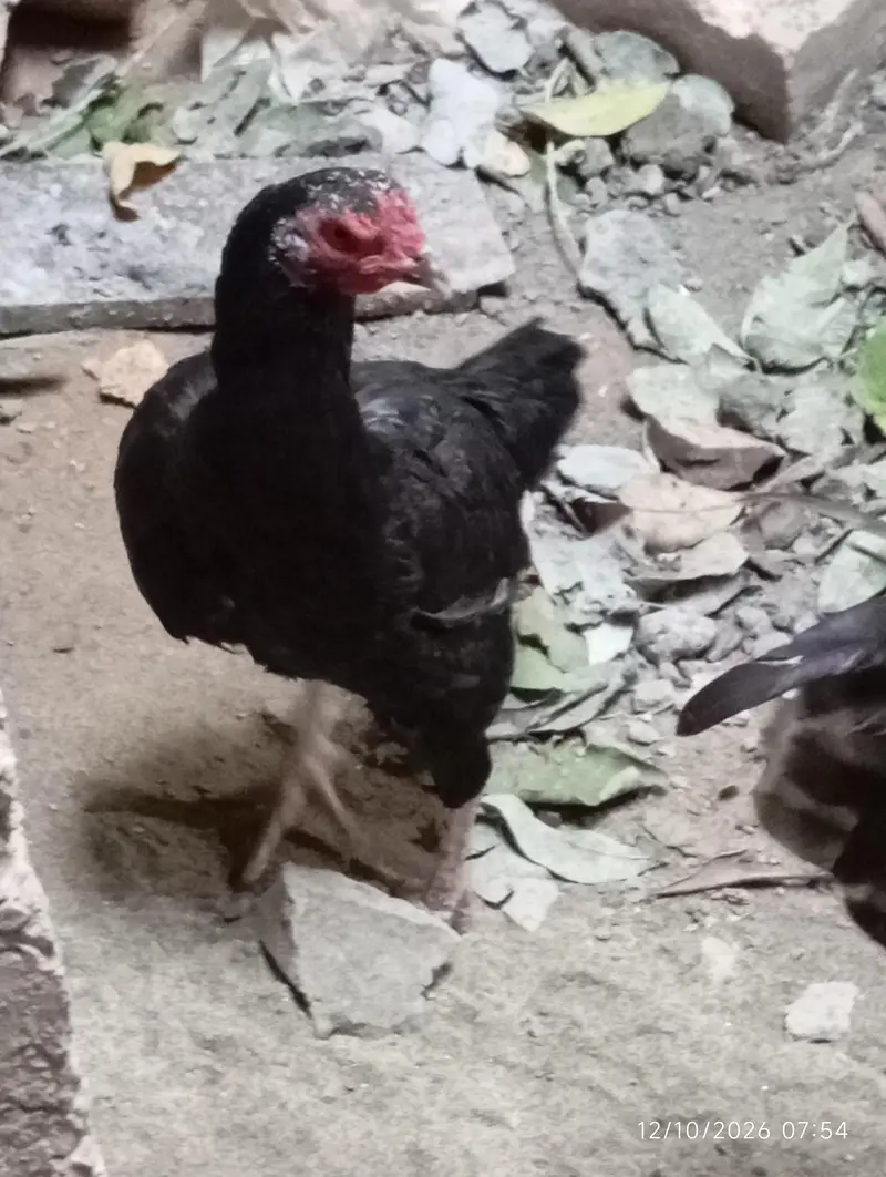 Black aseel (kurruk) — photo 3