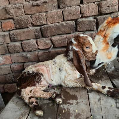 Desi bakri
