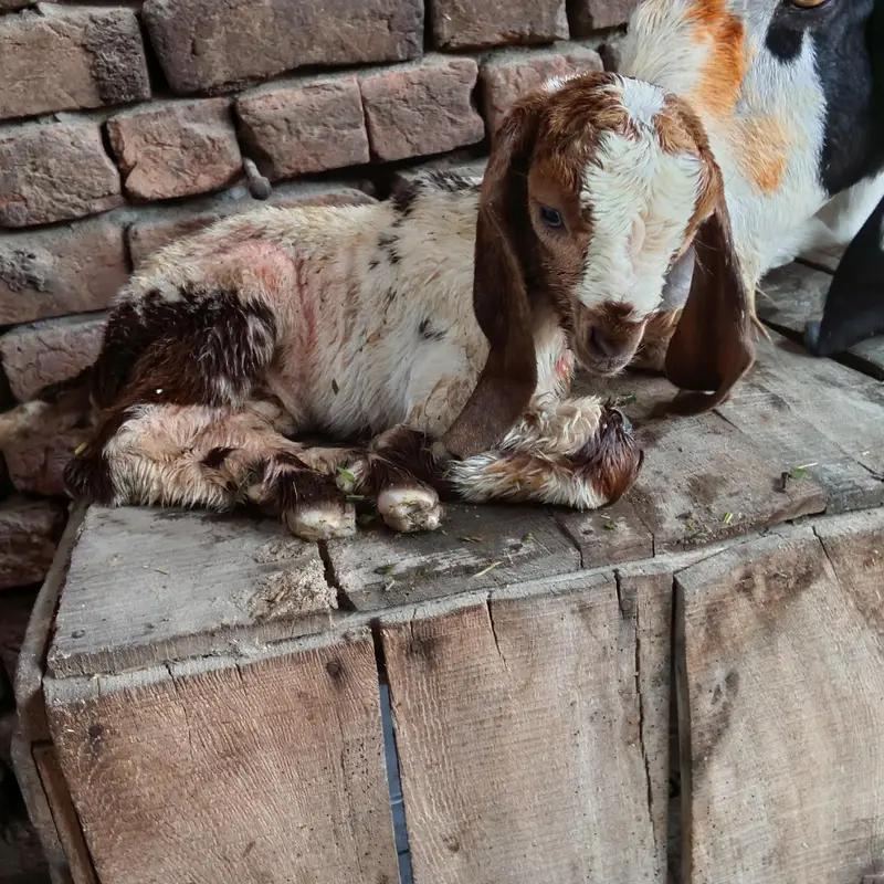 Desi bakri — photo 2