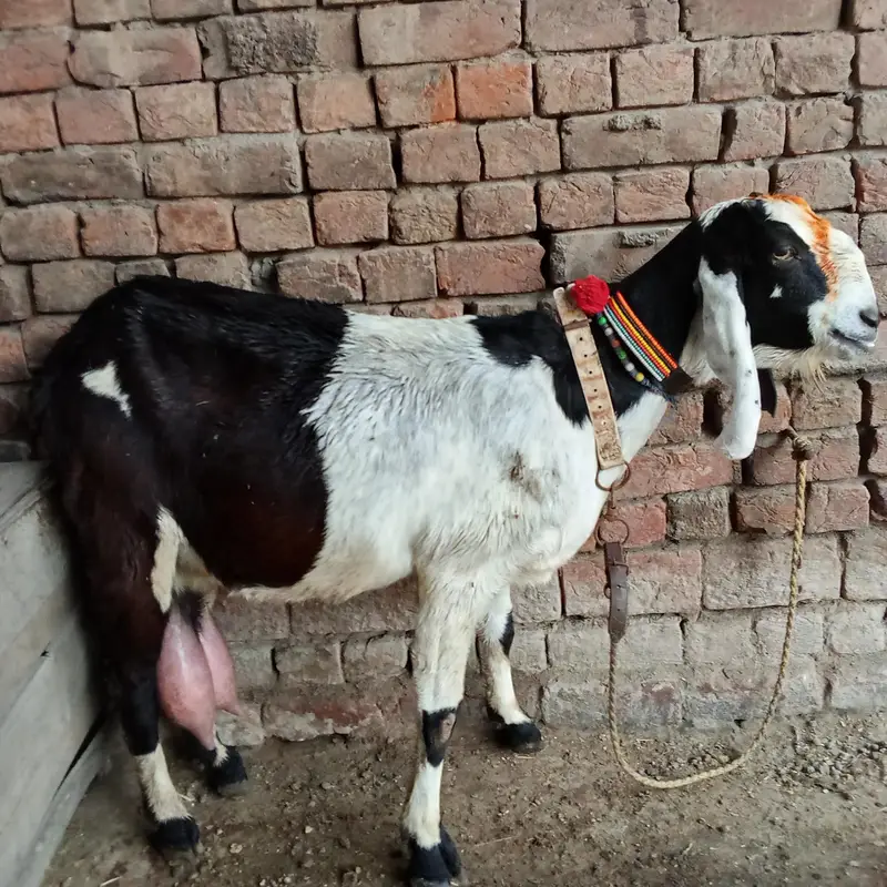 Desi bakri — photo 3