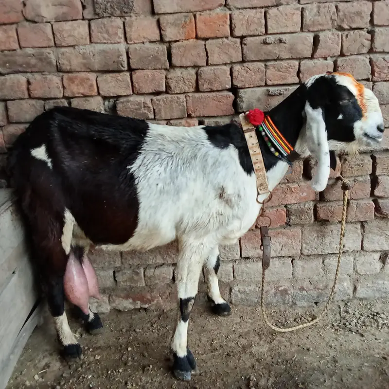 Desi bakri — photo 4