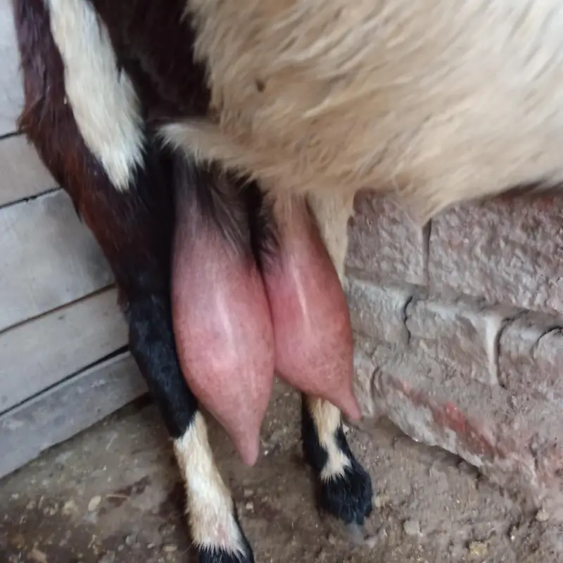 Desi bakri — photo 5