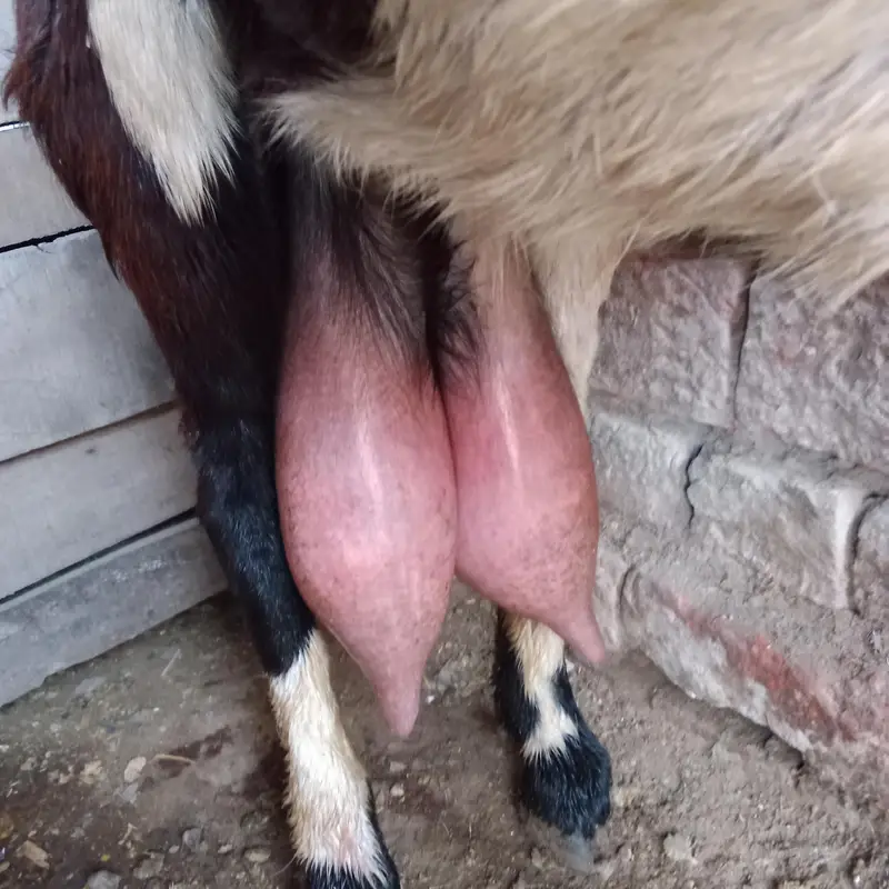 Desi bakri — photo 6