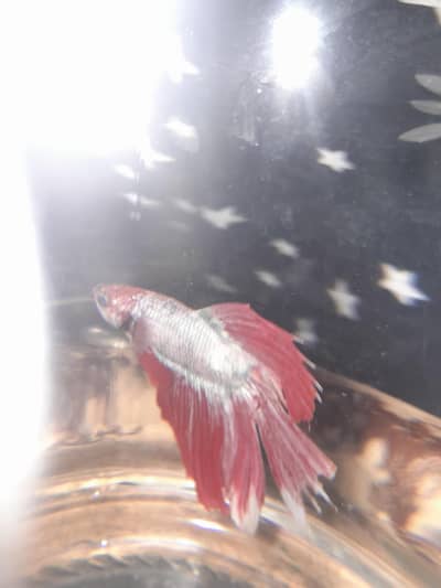 healthy and active betta fish