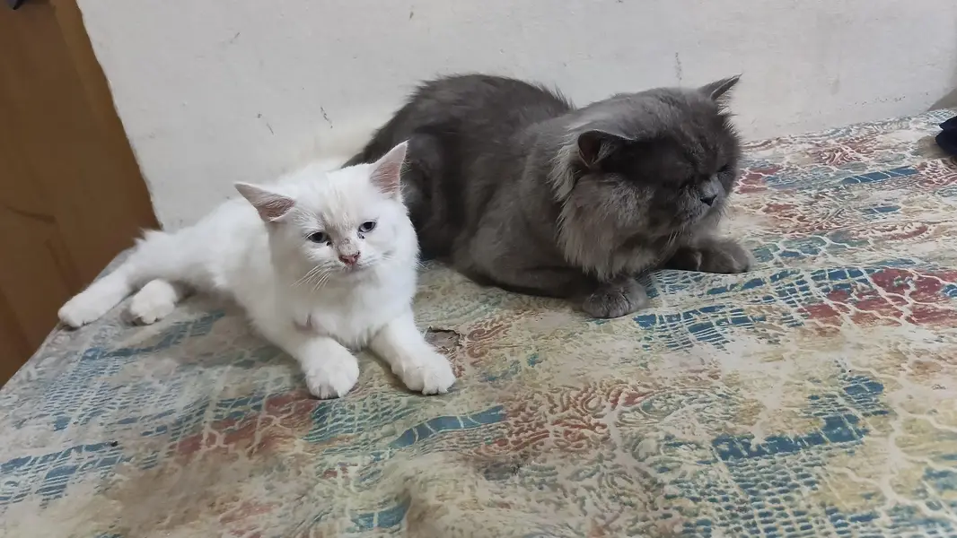 grey color male white colour female ki age abhi 4 mah hai — photo 3