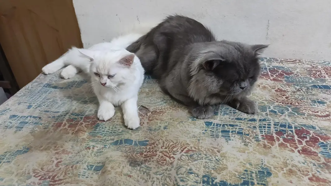 grey color male white colour female ki age abhi 4 mah hai — photo 4