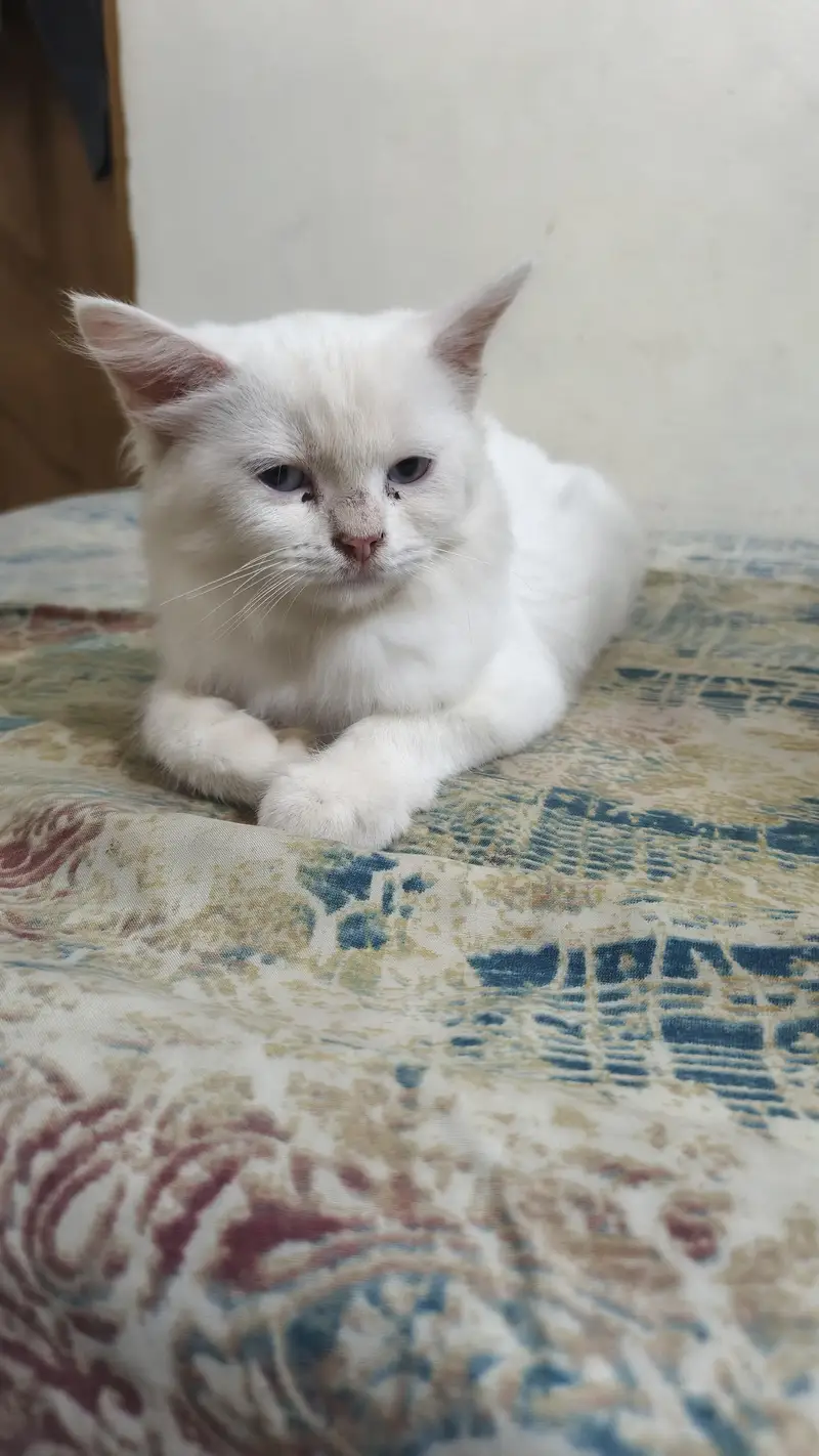 grey color male white colour female ki age abhi 4 mah hai — photo 5