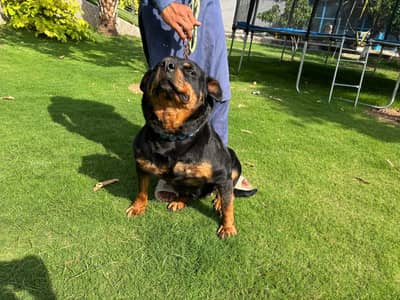 rottweiler breeder female