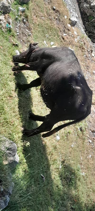 Male Buffalo Rs 190K