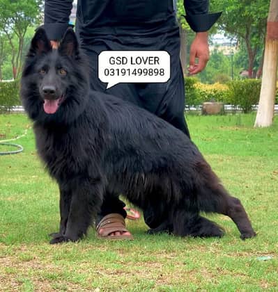 Black germa Shepherd Long coat female available