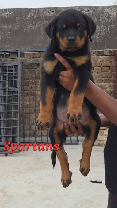 kcp pedigree rottweiler pupp |  rottweiler dog | puppy | female puppy
