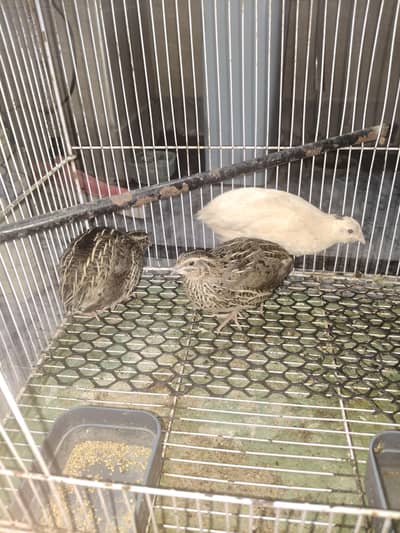 batair breeder Pair