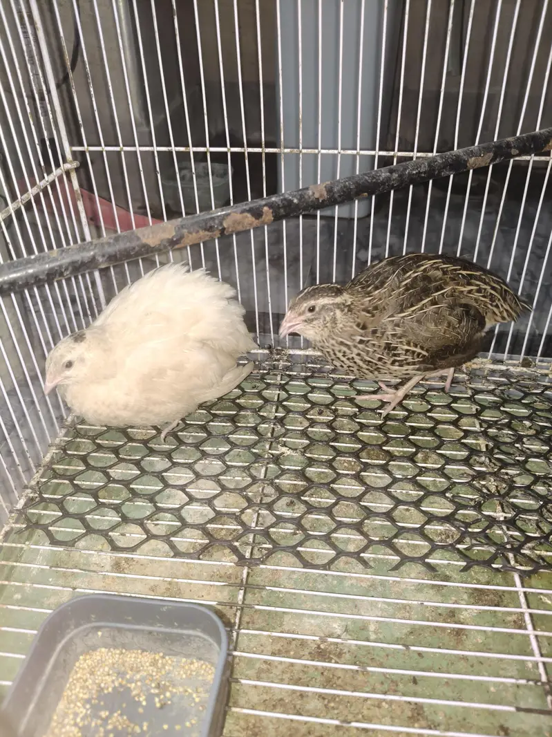 batair breeder Pair — photo 2