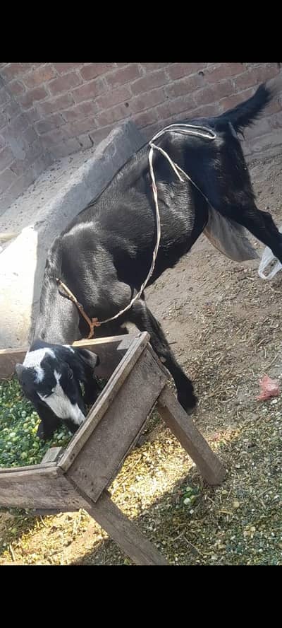 dasi bakri gaban