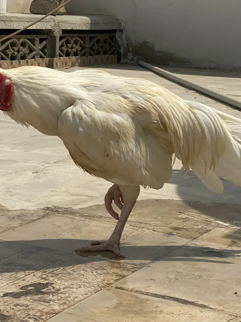 Aseel Heera Boska — photo 2
