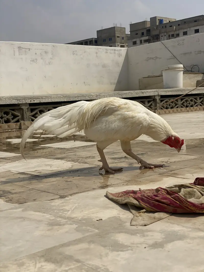 Aseel Heera Boska — photo 5