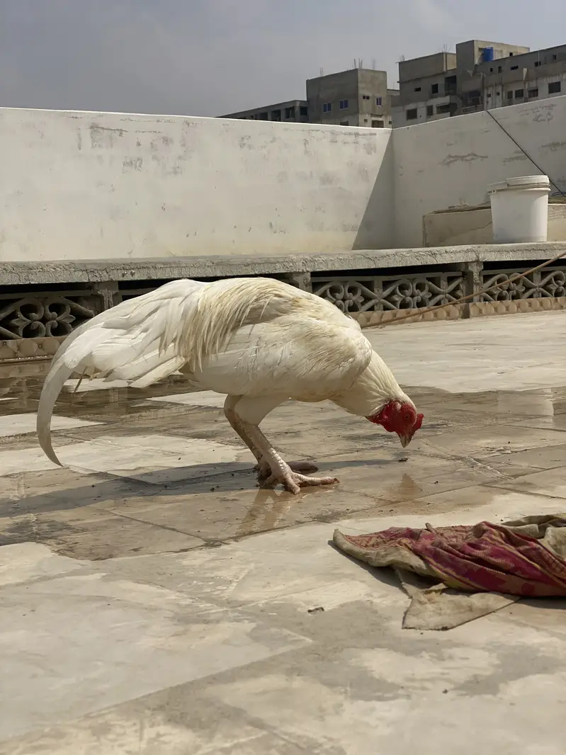 Aseel Heera Boska — photo 6