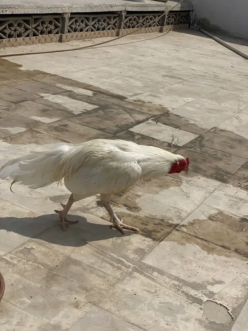 Aseel Heera Boska — photo 7