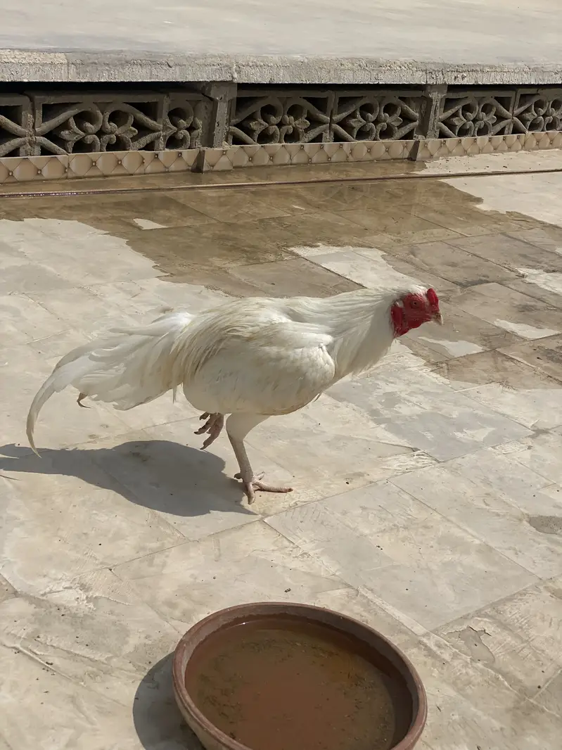 Aseel Heera Boska — photo 8