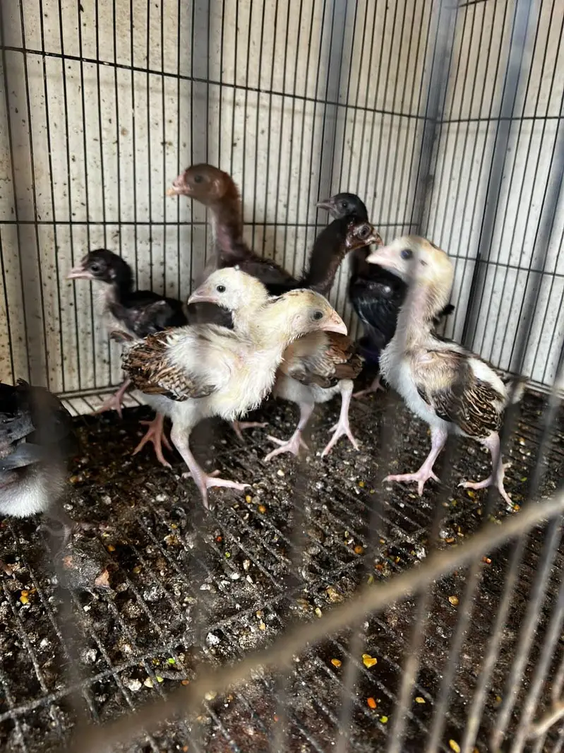 aseel chick for sale 1500 or 1000 — photo 2