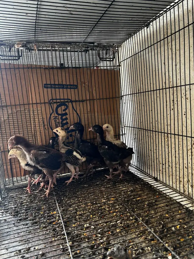 aseel chick for sale 1500 or 1000 — photo 3