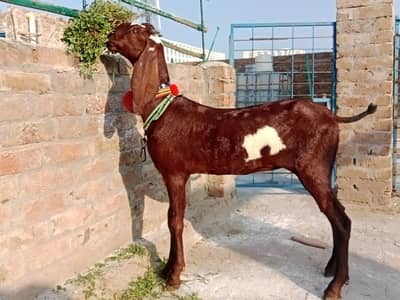 amratsari bachay for sale