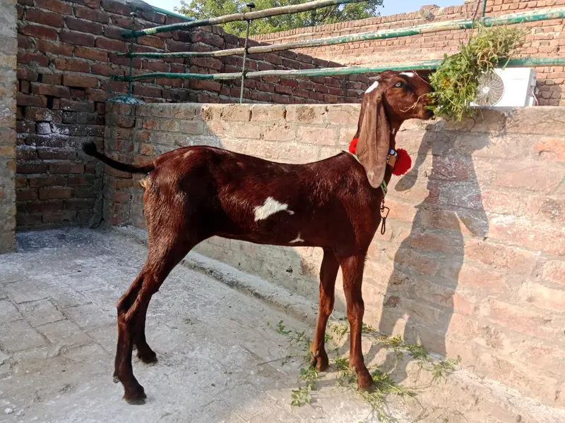 amratsari bachay for sale — photo 2