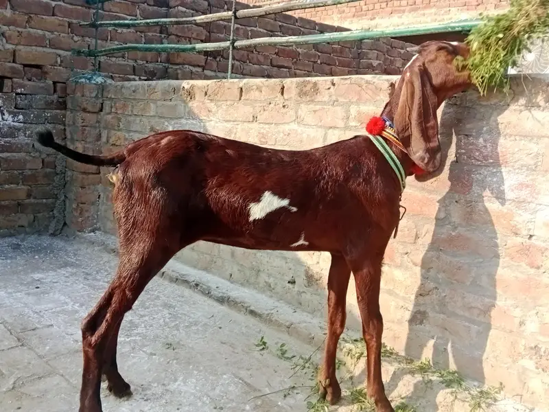 amratsari bachay for sale — photo 3