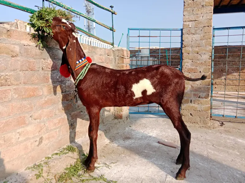 amratsari bachay for sale — photo 4