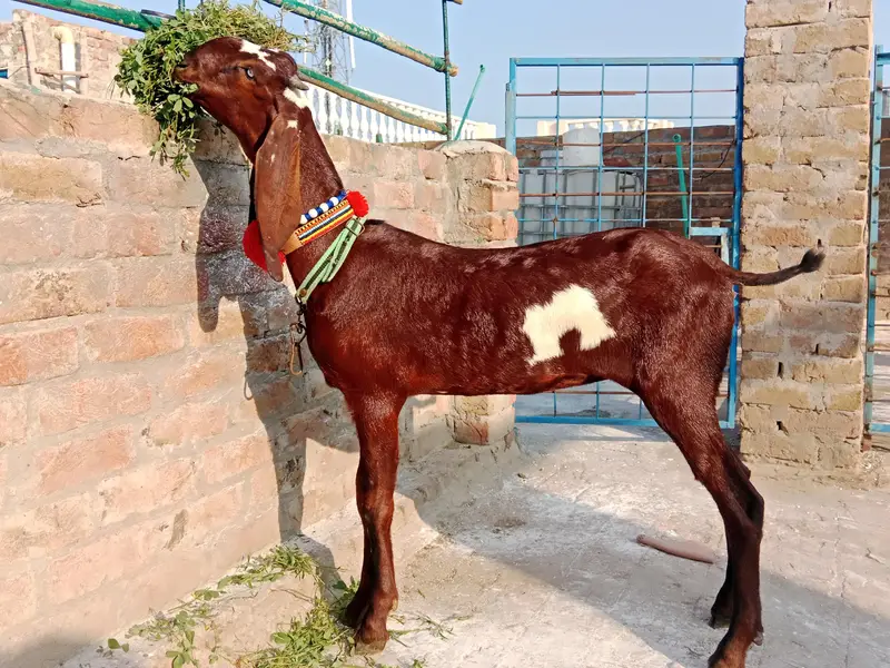 amratsari bachay for sale — photo 5