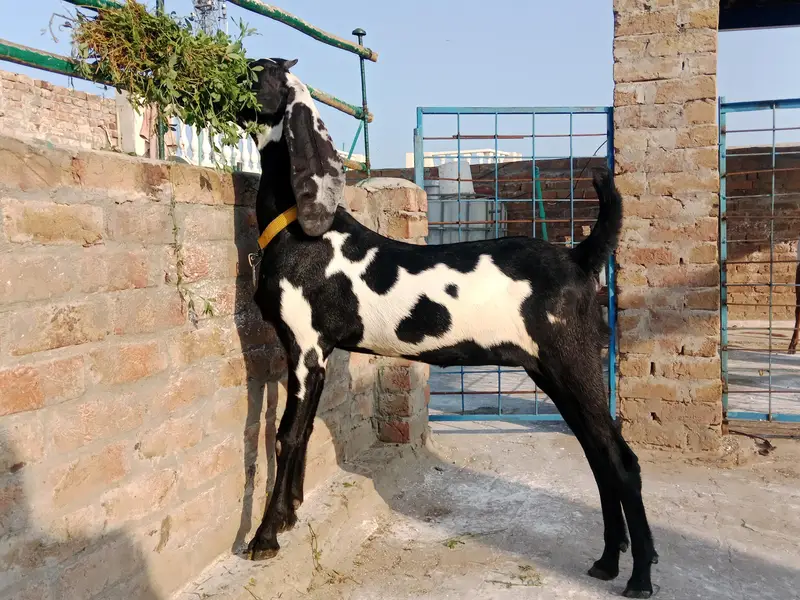 amratsari bachay for sale — photo 6