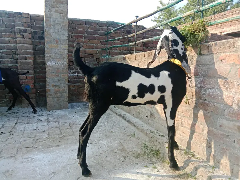 amratsari bachay for sale — photo 7